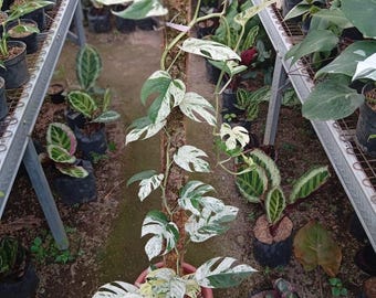 Real Picture Epipremnum Pinnatum Marble Variegated Lush Leaves