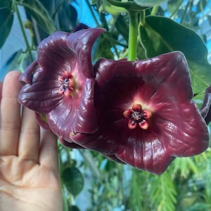 Hoya Carnosa Flamingo Dream Beautiful Plant - Etsy Canada