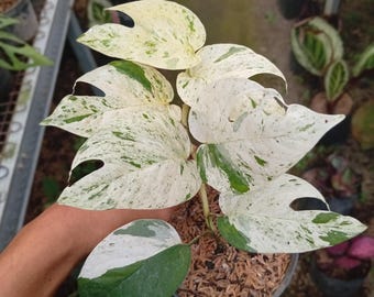 Real Picture Epipremnum Pinnatum Marble Variegated Small Size