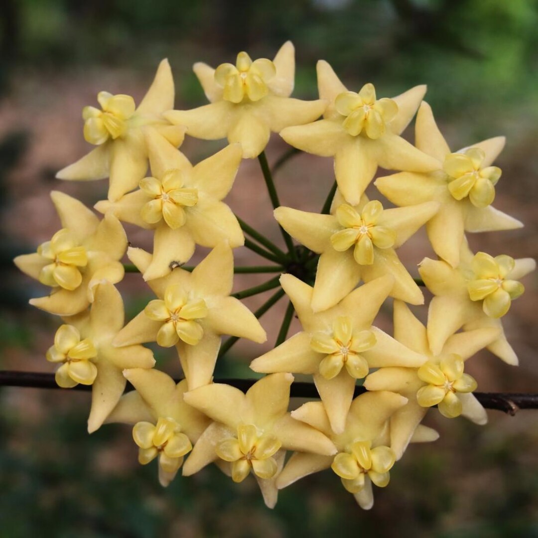 Hoya Hypolasia Sp Papua Rare Wax Plant - Etsy