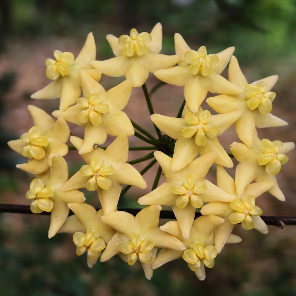 Hoya Hypolasia - Etsy