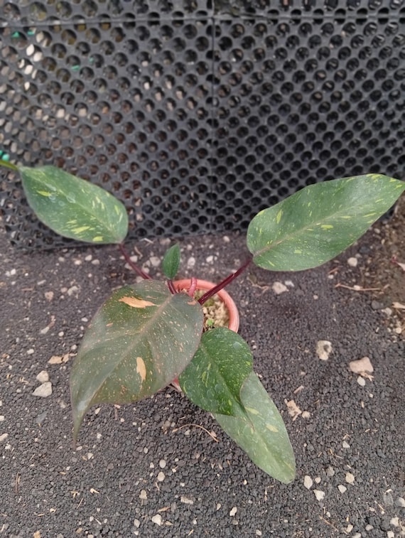 Real Picture Philodendron Orange Princess Marble 5 Leaves Medium Size