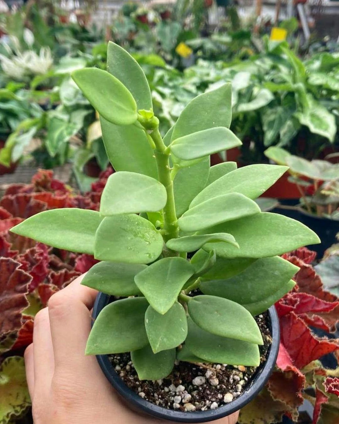 Hoya Pachyclada Snow Lotus - Etsy