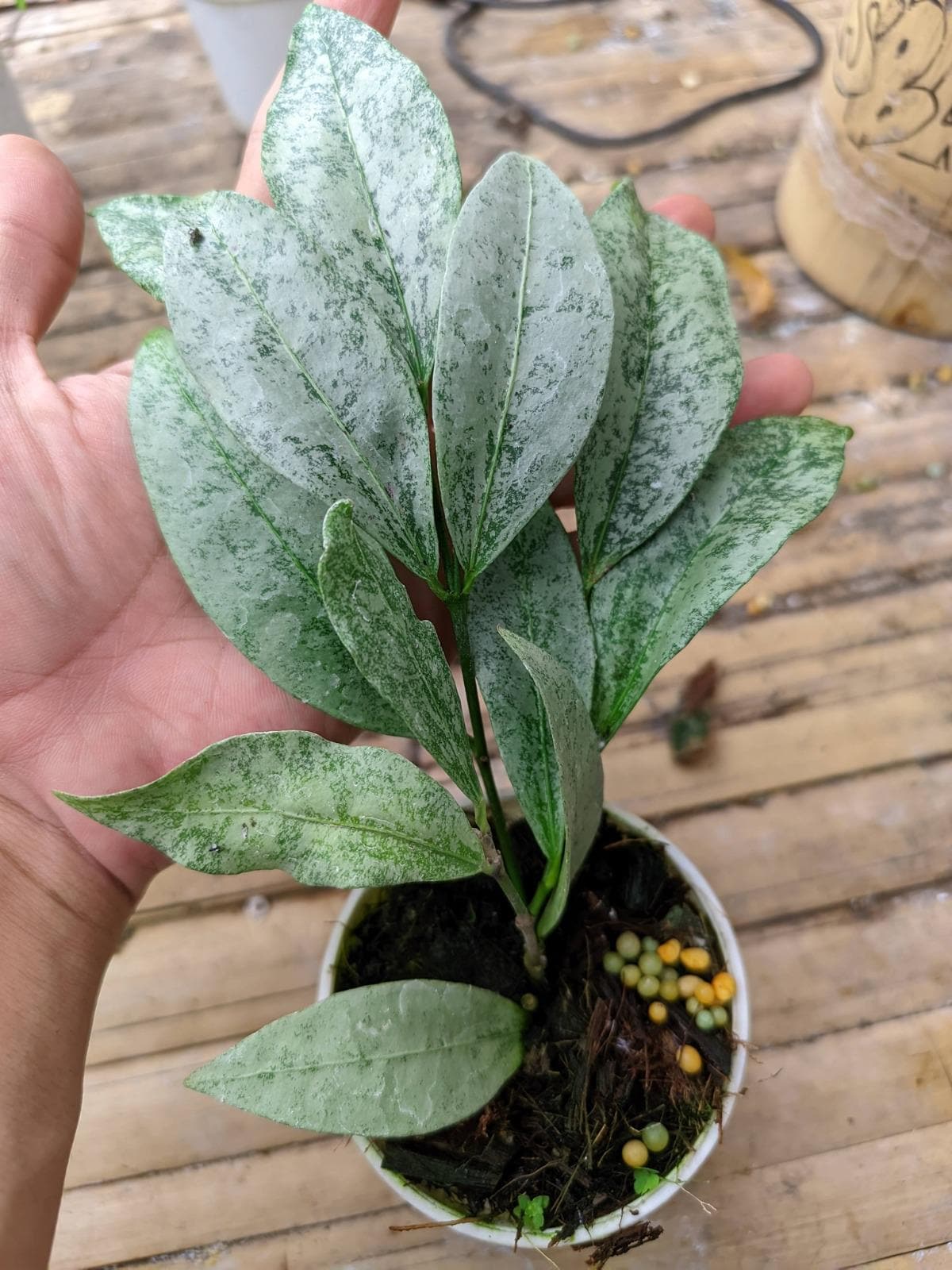 Hoya Amicabilis Silver - Etsy