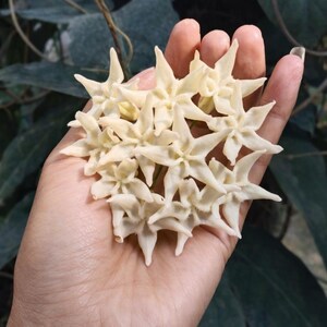 Puede incluir: Un grupo de flores en forma de estrella, de color marfil, sostenidas en una mano. Las flores tienen pétalos puntiagudos y una textura delicada. El fondo presenta follaje verde, creando una estética natural y orgánica.