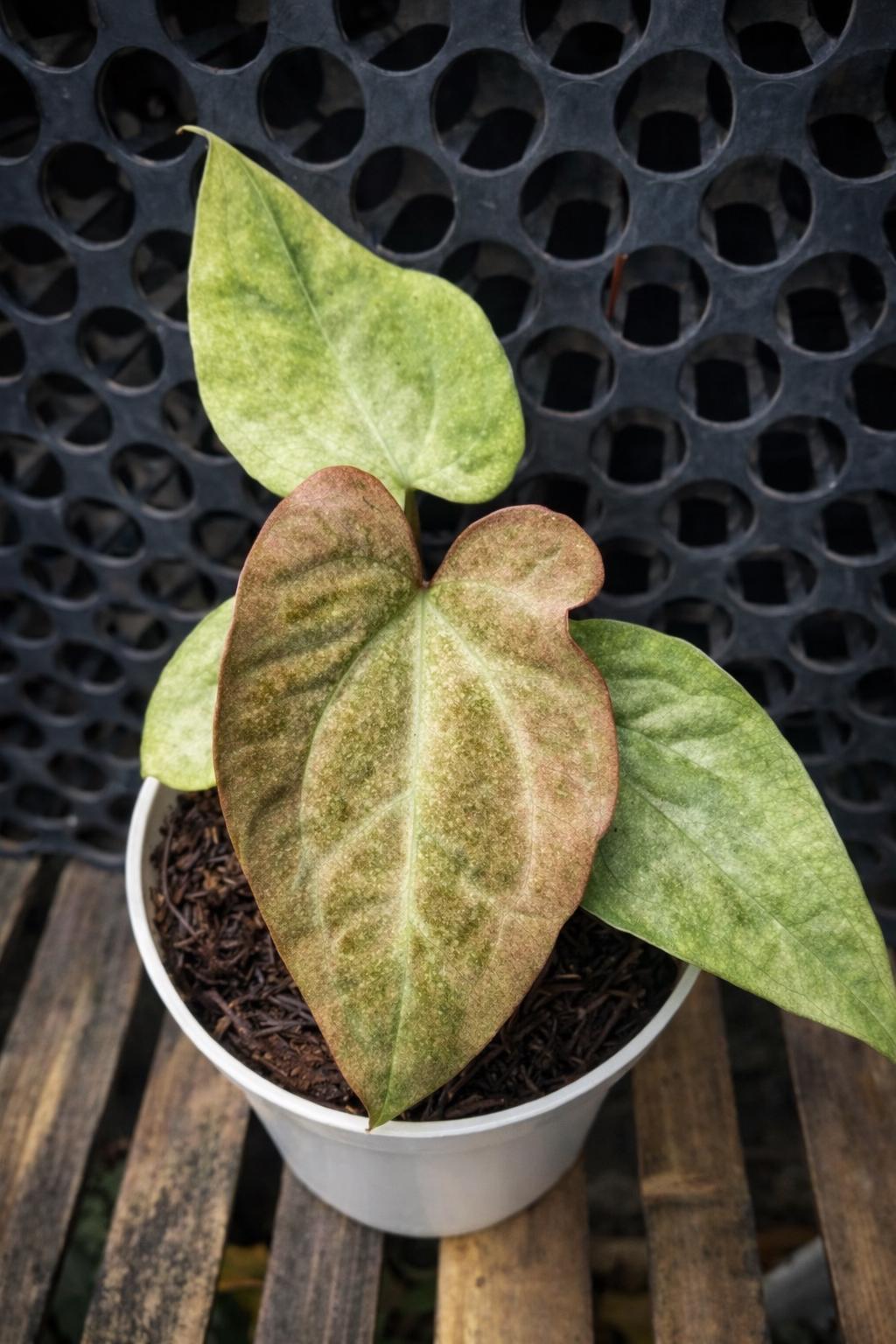 Anthurium papillilaminum - Etsy 日本