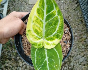 Real Picture Anthurium Faustomirandae Variegated Rare Plant - Etsy