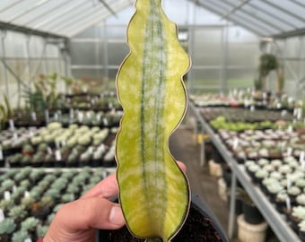 Sansevieria Tiger Blue 