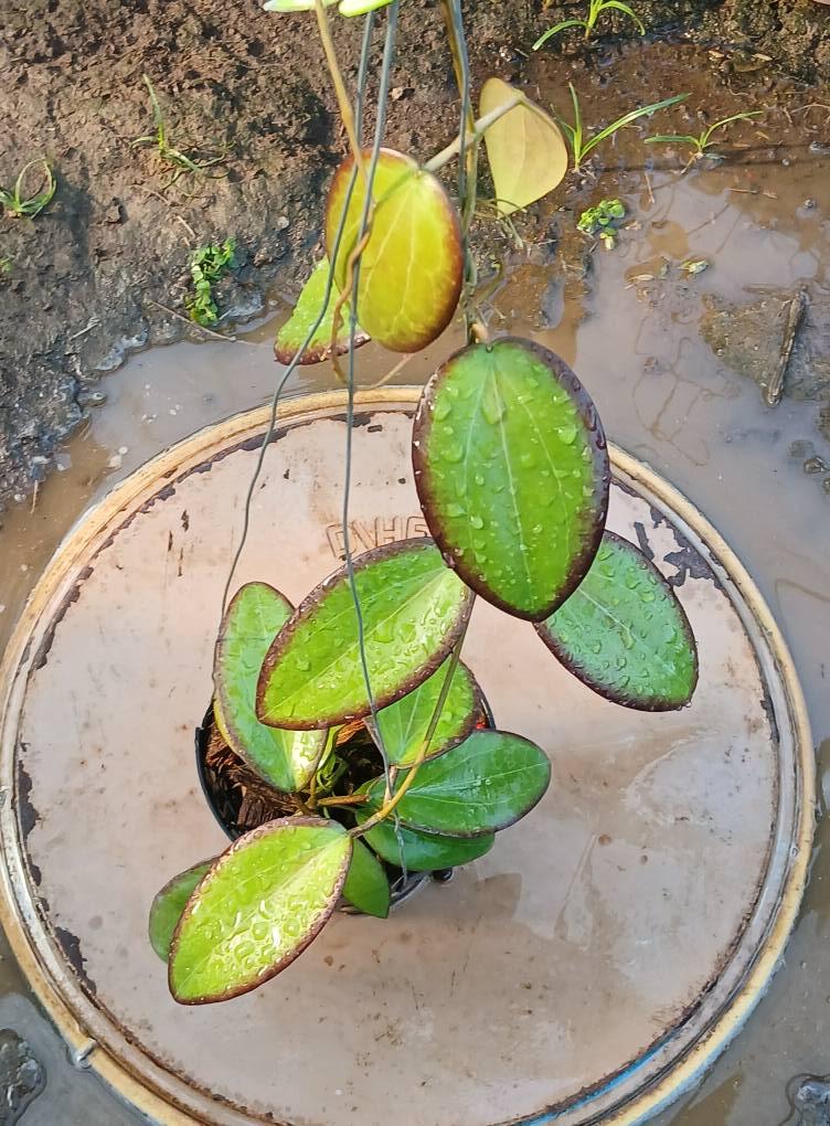 Hoya glabra - Etsy 日本