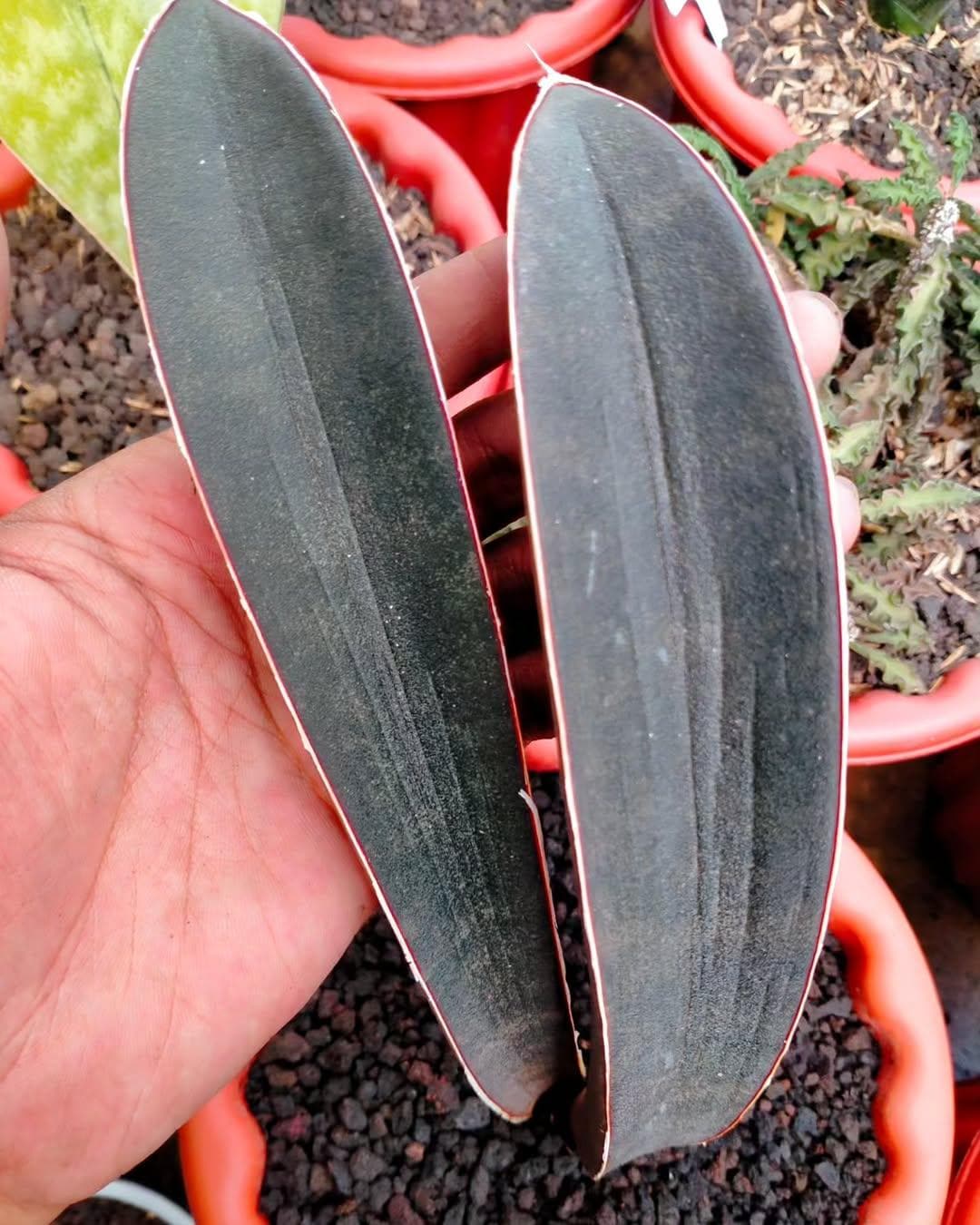 Sansevieria Hallii Dark Pink Bat Rare Uniqe Plant - Etsy
