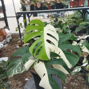 Puede incluir: Una planta de Monstera en maceta con hojas grandes y divididas. Las hojas son una mezcla de verde y blanco, creando un contraste llamativo. La planta está en una maceta negra, con otras plantas visibles en el fondo.