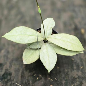 Hoya Mitrata Silver - Etsy