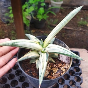 Puede incluir: Una planta de Sansevieria en maceta con hojas largas y puntiagudas. Las hojas son una mezcla de verde y blanco, con un patr&oacute;n de rayas. La planta est&aacute; en una maceta de pl&aacute;stico negro, sobre una bandeja negra.