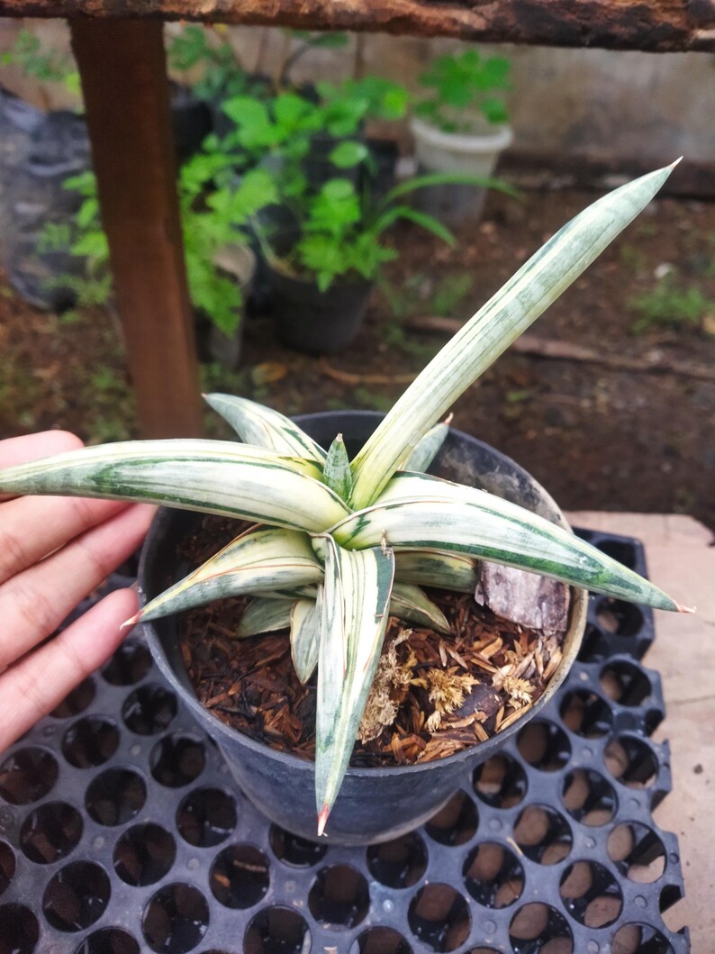 Puede incluir: Una planta de Sansevieria en maceta con hojas largas y puntiagudas. Las hojas son una mezcla de verde y blanco, con un patr&oacute;n de rayas. La planta est&aacute; en una maceta de pl&aacute;stico negro, sobre una bandeja negra.