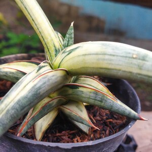 Puede incluir: Primer plano de una planta de Sansevieria en una maceta negra. La planta tiene hojas largas y abigarradas con rayas verdes y amarillas, bordeadas de rojo. La maceta est&aacute; llena de mantillo marr&oacute;n.