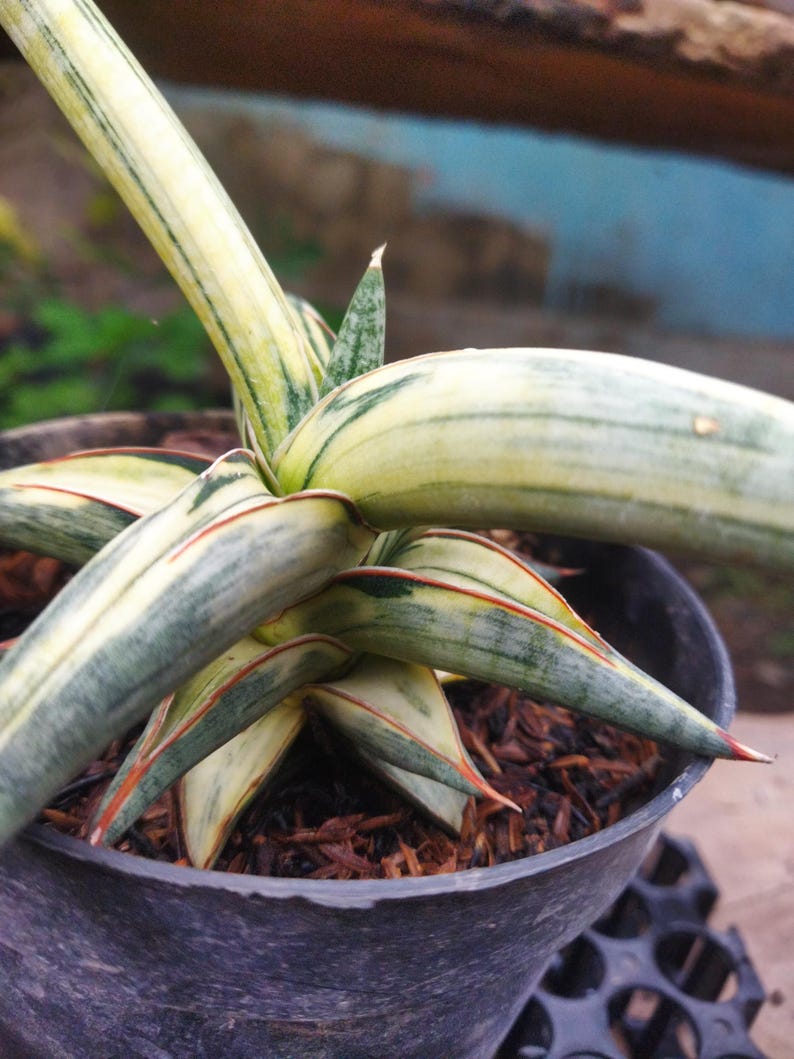 Puede incluir: Primer plano de una planta de Sansevieria en una maceta negra. La planta tiene hojas largas y abigarradas con rayas verdes y amarillas, bordeadas de rojo. La maceta est&aacute; llena de mantillo marr&oacute;n.