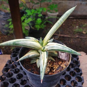 Puede incluir: Una planta de Sansevieria en maceta, tambi&eacute;n conocida como planta de serpiente, con hojas largas y puntiagudas. Las hojas son una mezcla de colores verdes y crema, con puntas rojizas. La planta est&aacute; en una maceta de pl&aacute;stico negro.