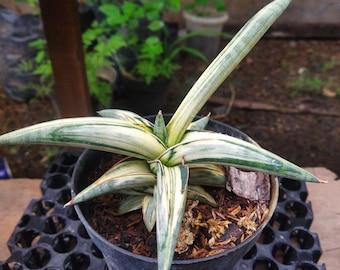 Sansevieria Blue Clone Variegated Rare Uniqe Snake Plant - Etsy