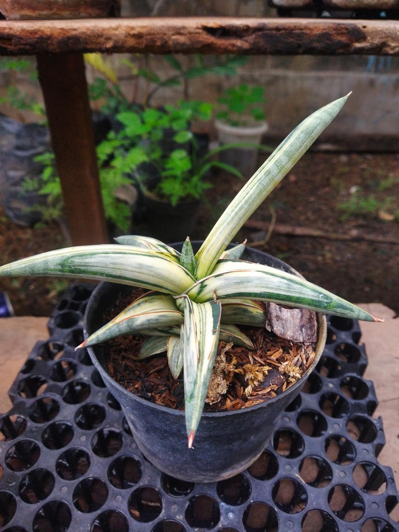 Puede incluir: Una planta de Sansevieria en maceta, tambi&eacute;n conocida como planta de serpiente, con hojas largas y puntiagudas. Las hojas son una mezcla de colores verdes y crema, con puntas rojizas. La planta est&aacute; en una maceta de pl&aacute;stico negro.