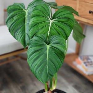 Philodendron mcdowell - Etsy 日本