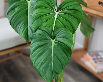 Philodendron Sharoniae Starter Plant (ALL STARTER PLANTS Require You to  Purchase 2 Plants!) - Etsy