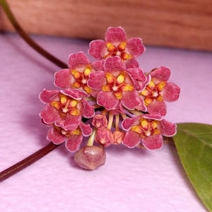 Op de afbeelding: Close-up van een cluster van kleine, stervormige bloemen. De bloemen zijn diep roze met gele en oranje centra. Een enkel groen blad en een bruine stengel zijn ook zichtbaar. De bloemen staan in volle bloei, met een zachte, fluweelzachte textuur.