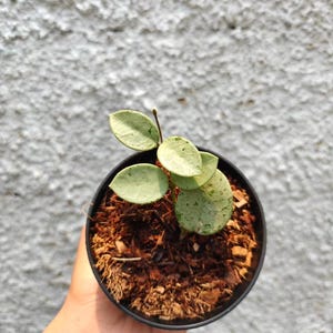 以下が含まれることがあります： 明るい緑色の葉に濃い緑色の斑点がある小さな鉢植え。植物は茶色のマルチで満たされた黒い鉢に入っています。鉢は、質感のある白い背景に対して手で持たれています。