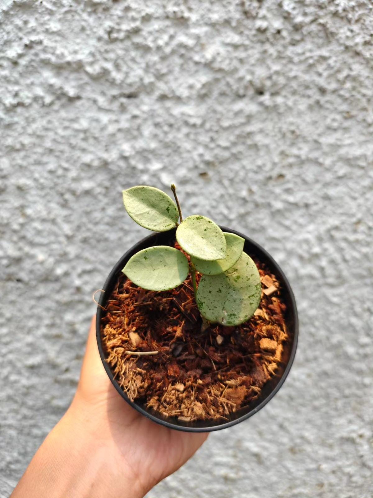 Hoya mathilde silver - Etsy 日本