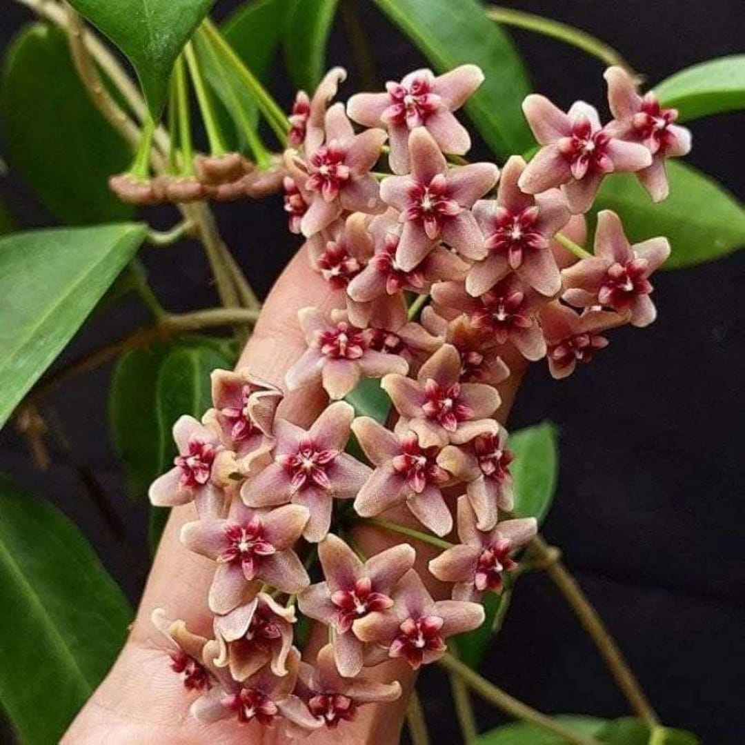 Hoya Rubida Sp Papua Rare Wax Plant - Etsy