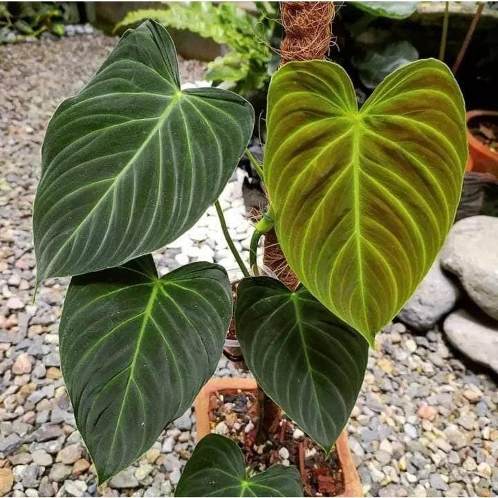 Philodendron splendid - Etsy 日本