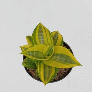 Puede incluir: Vista superior de una planta de serpiente en maceta. La planta presenta hojas anchas de color amarillo verdoso con rayas verdes más oscuras. Las hojas están dispuestas en forma de roseta y la maceta es negra con un material marrón similar al suelo.