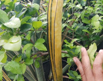 Imagen real de Sansevieria Pink Bat Variegated