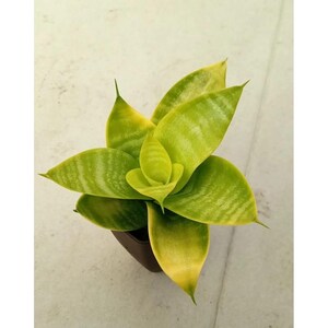 Pianta unica rara di lime Sansevieria Hahnii