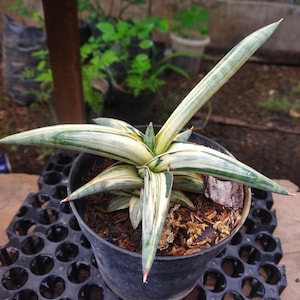 Puede incluir: Una planta de Sansevieria en maceta con hojas largas y puntiagudas. Las hojas son una mezcla de verde y blanco, con puntas rojizas. La planta est&aacute; en una maceta de pl&aacute;stico negro, sobre una bandeja negra. El fondo est&aacute; borroso.