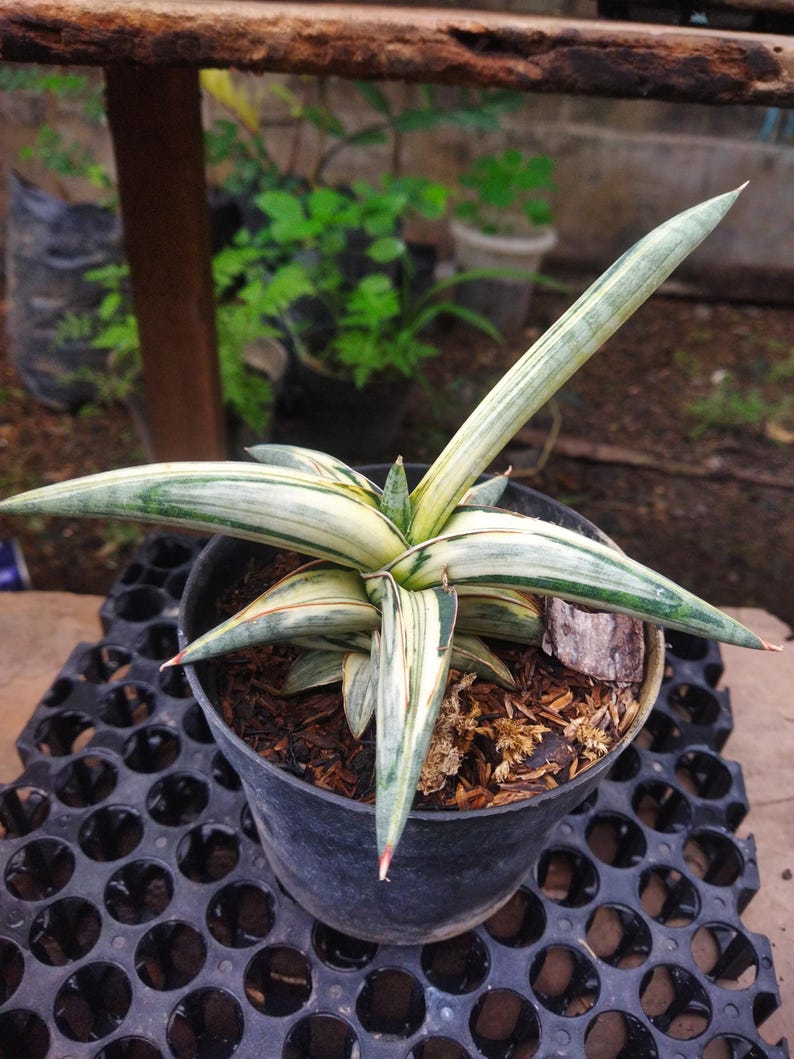 Puede incluir: Una planta de Sansevieria en maceta con hojas largas y puntiagudas. Las hojas son una mezcla de verde y blanco, con puntas rojizas. La planta est&aacute; en una maceta de pl&aacute;stico negro, sobre una bandeja negra. El fondo est&aacute; borroso.