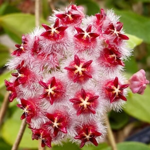 Hoya Mindorensis Red Star