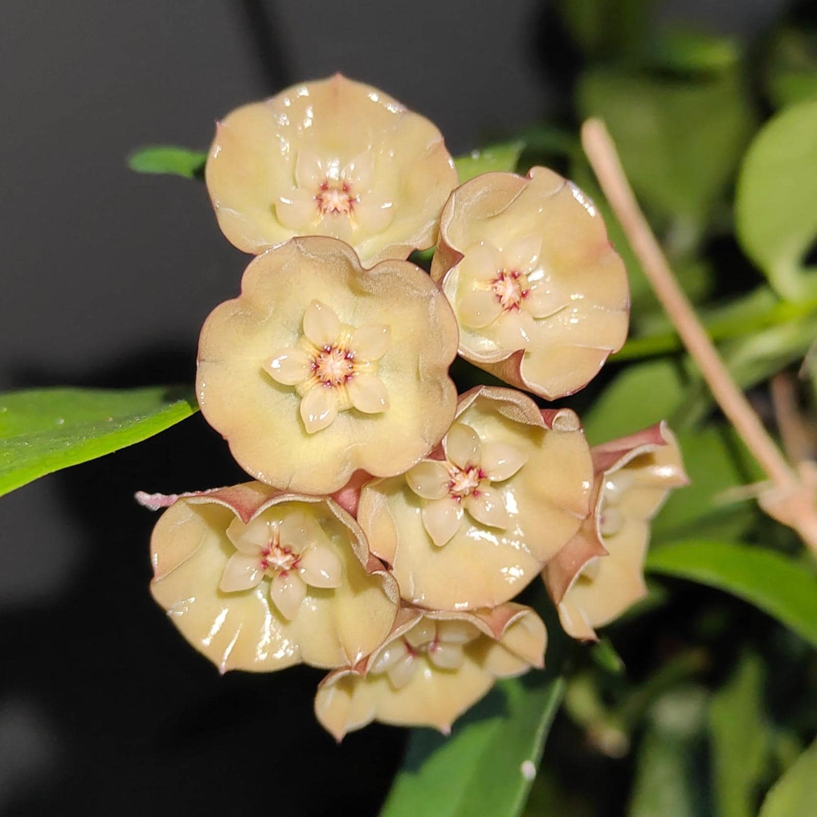 Hoya Danumensis Ssp. Amarii - Etsy