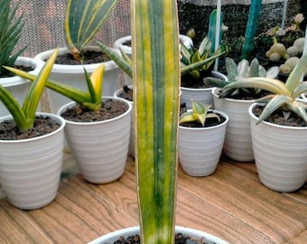Sansevieria Béisbol Abigarrado Planta Uniqe Rara