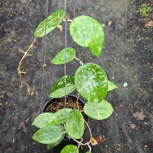 Hoya parasitica - Etsy 日本