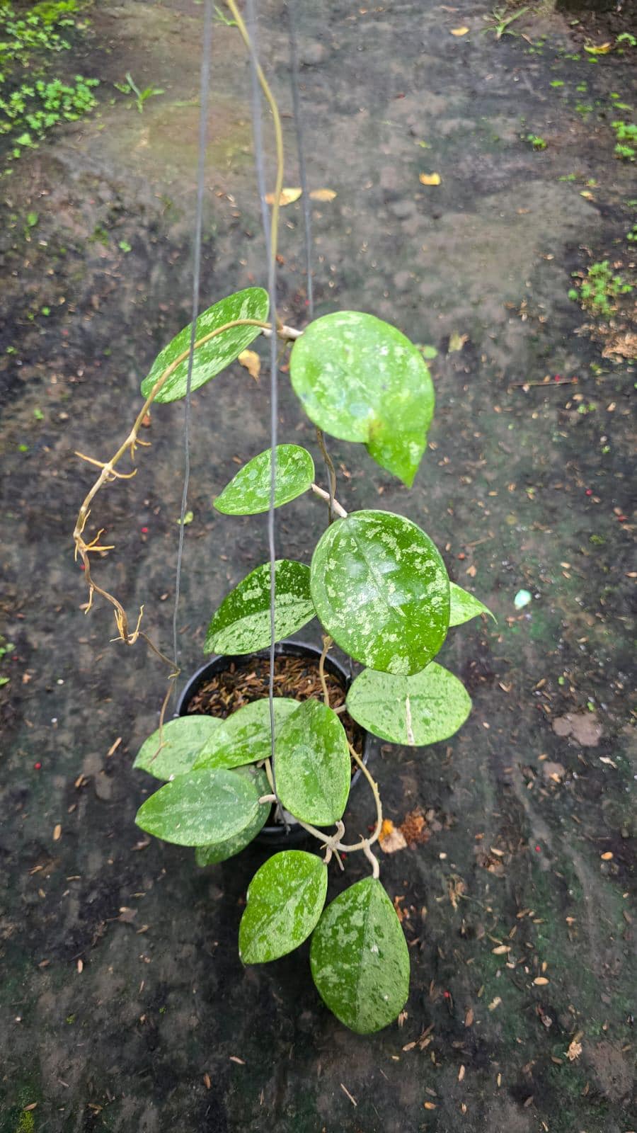 Hoya parasitica - Etsy 日本