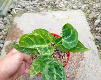 Real Picture Anthurium Papillilaminum X Magnificum Variegated Mutation Rare Plant