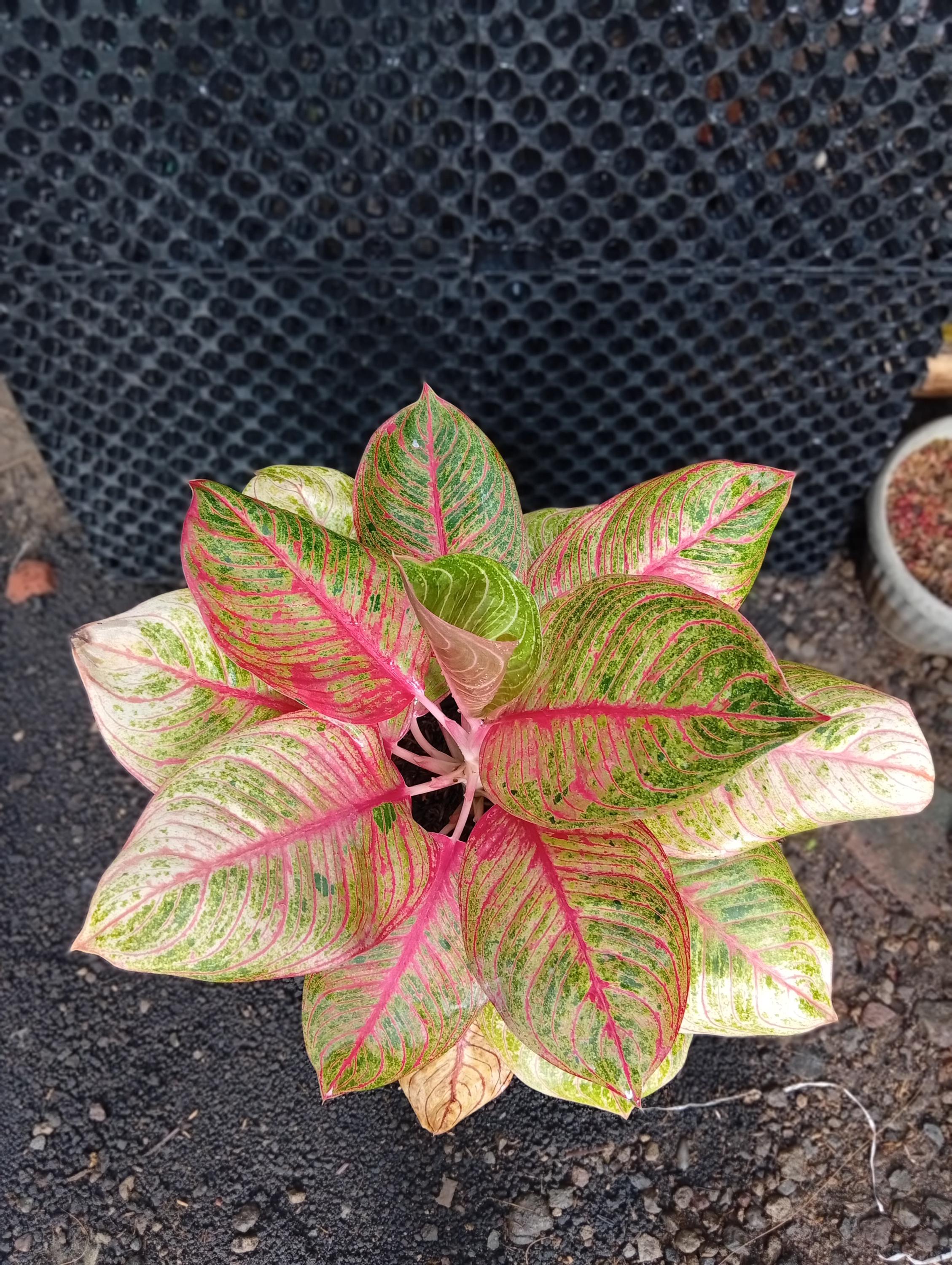 Aglaonema Hughes - Etsy