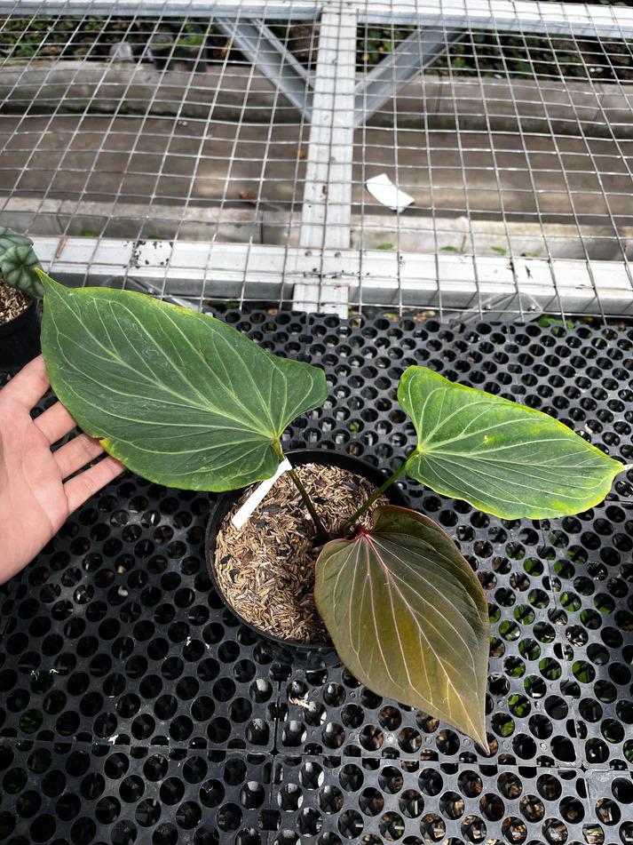 Rare anthurium - Etsy 日本