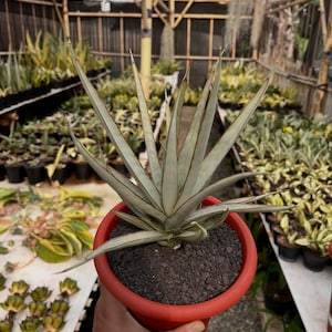 May include: A succulent plant in a bright red pot, with long, pointed, pale green leaves edged with red. The plant is in a greenhouse, with other potted plants visible in the background. The soil is dark and textured.