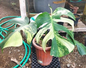 Real Picture Monstera Jungle, muntbonte, zeldzame plant met 3 bladeren