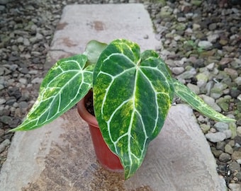 Imagen real de Anthurium Crystallinum abigarrado de 5 hojas