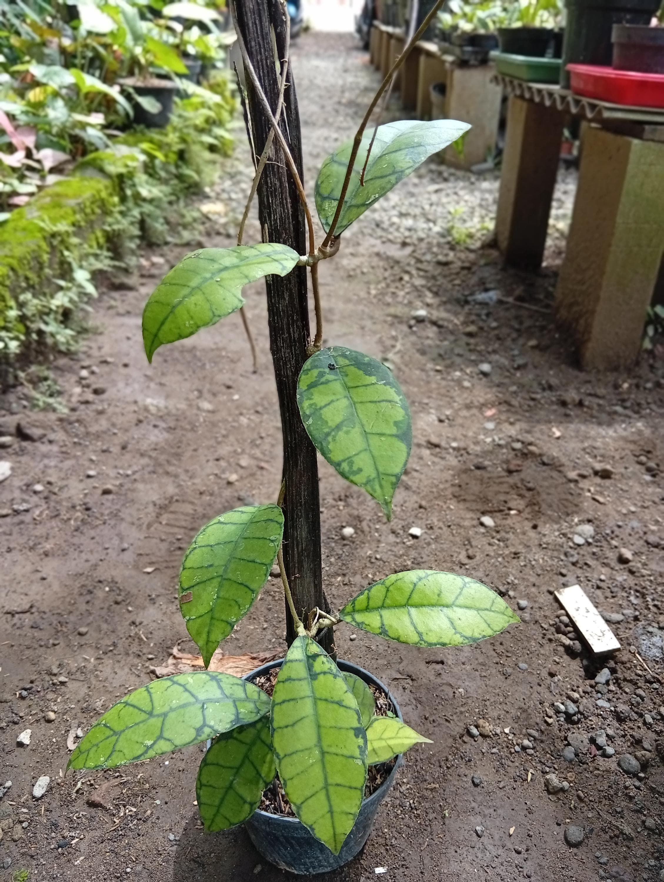 Hoya callistophylla - Etsy 日本