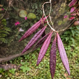 Hoya Caudata Gold - Etsy