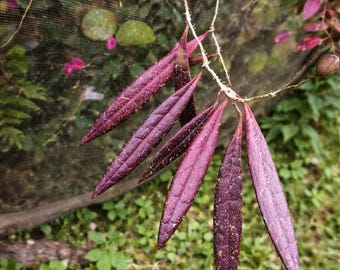 Hoya wayetii 'Lori Lyn', Newly Introduced Hoya Variety, Rooted