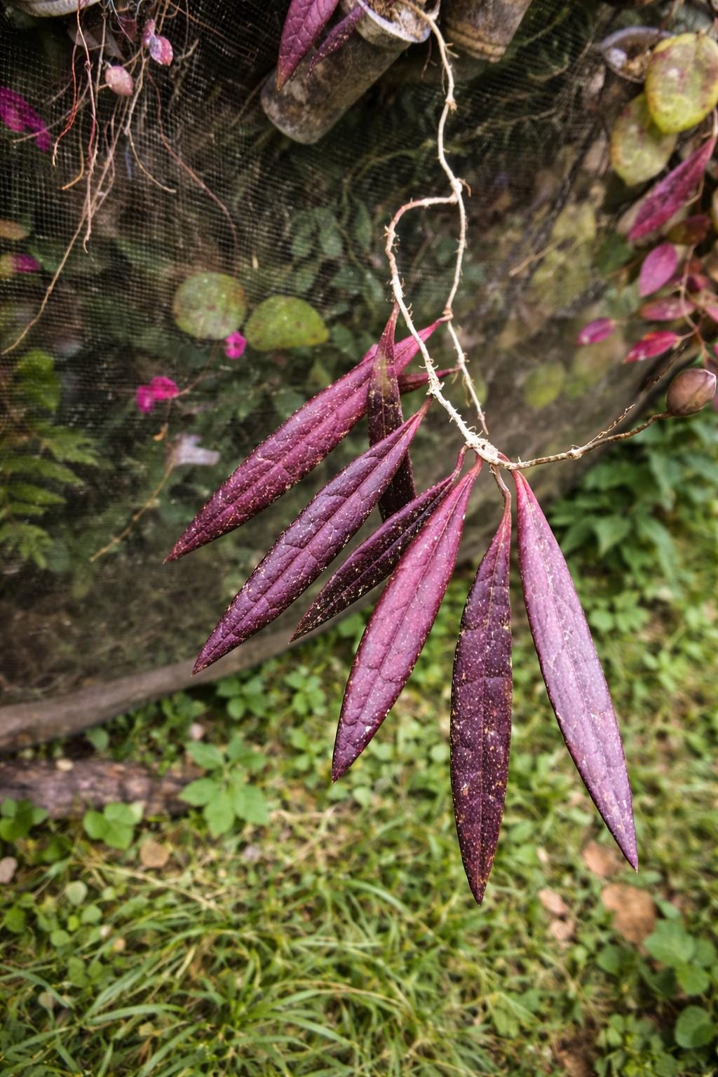 Hoya sulawesiana - Etsy 日本